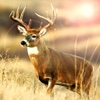 2017 Real Deer hunter Adventure Challnge Pro