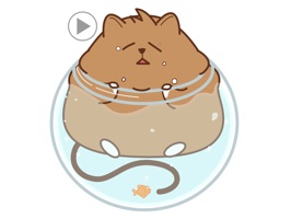 Love cat videos