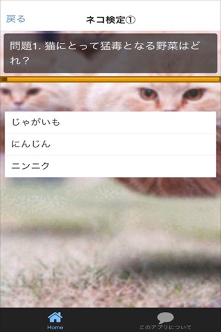 I LOVE ねこ検定 screenshot 3