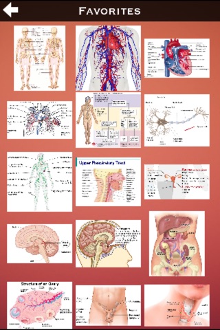Human Body Guide screenshot 2