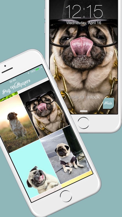 Pug Life HD - PawPapers