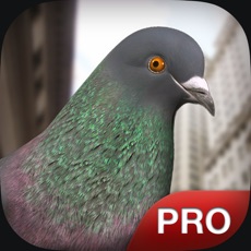 Activities of Pigeon Simulator Pro