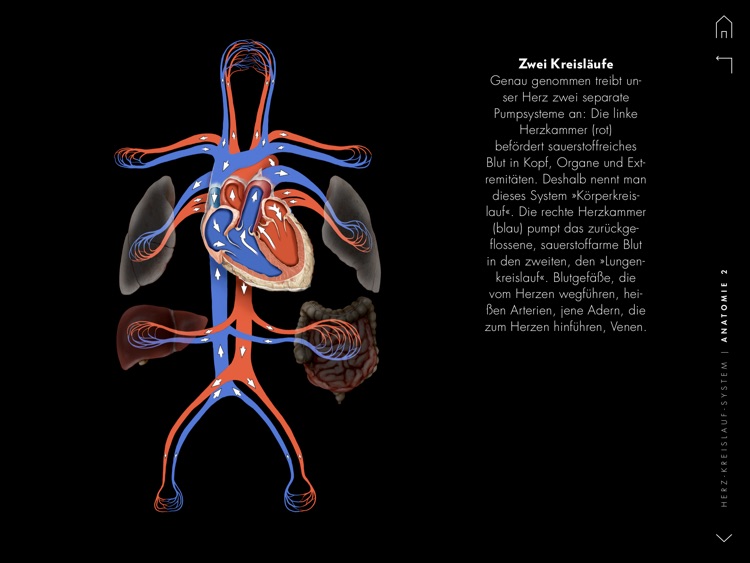 Herz und Kreislauf - GEO WISSEN GESUNDHEIT screenshot-3