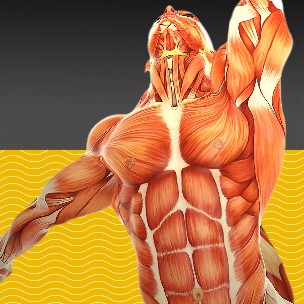 muscle t.版本记录