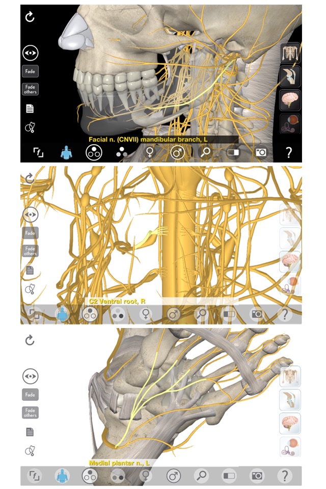 3D Organon Anatomy - Brain and Nervous System screenshot 3