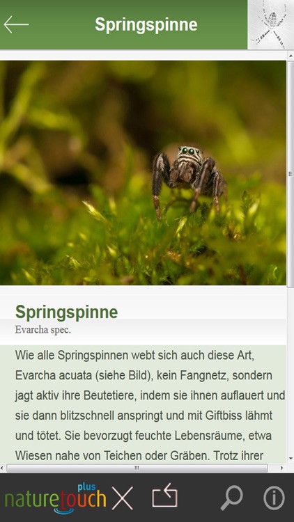 Spinnen und Spinnentiere bestimmen screenshot-3