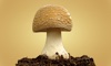 Mushroom Information