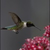 Hummingbirds Guide +