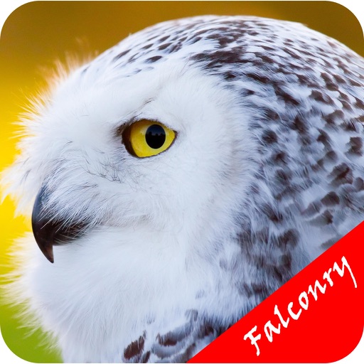Falconry For Beginners -  Control Method icon