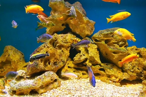 Aquarium Exotic screenshot 2