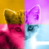 Kittens vs. You - Free Trivia and Quiz Game for Kittens of All Ages