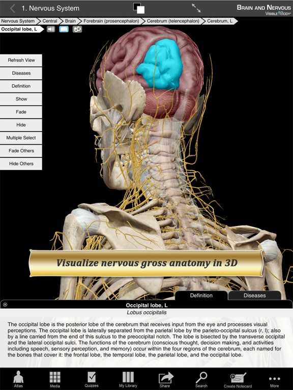 Brain and Nervous Anatomy Atlas: Essential Reference for Students and Healthcare Professionalsのおすすめ画像1