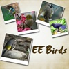 EEBirds