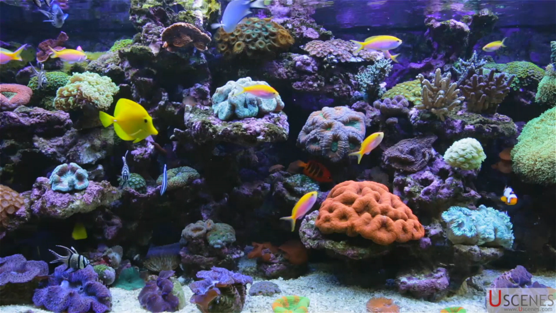 real aquarium hd