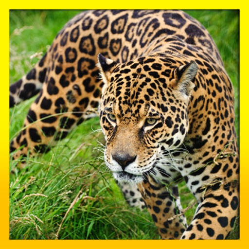 Real Wild Stray Jaguar Simulator