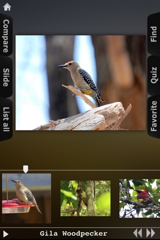 Woodpeckers Wiki screenshot 4