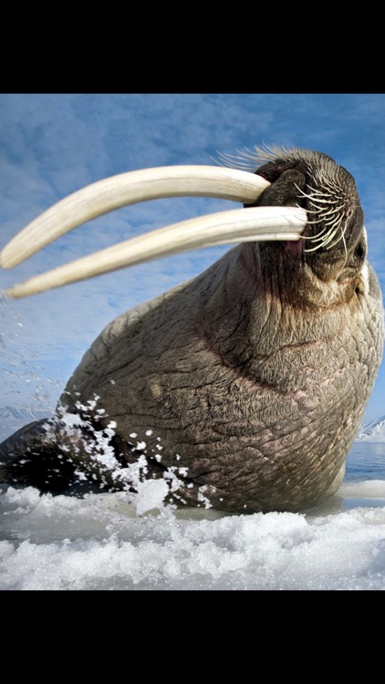 Animals North screenshot-3