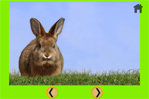 competition for rabbits - free game screenshot 4