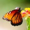 No flower garden is complete without the presence of beautiful, colorful butterflies