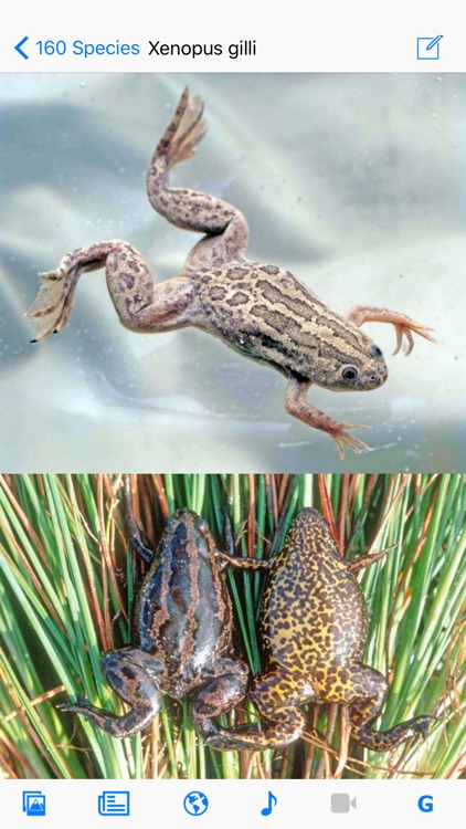 Frogs of Southern Africa screenshot-0