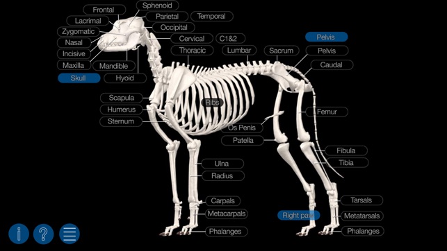 Dog Anatomy: Canine 3D(圖3)-速報App