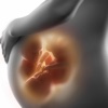 Fetal Development Week by Week: Guide and Tutorial
