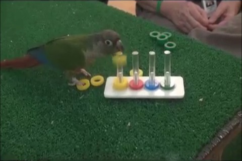 Training A Parrot screenshot 4
