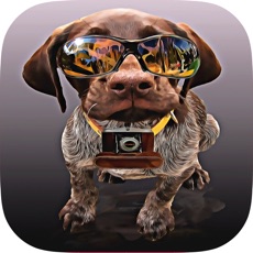 Activities of Dogs Quiz - Guess The Hidden Object that What’s Breeds of Dog?