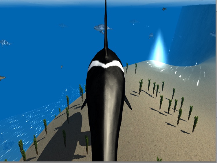 Orca Whale Simulator screenshot-4