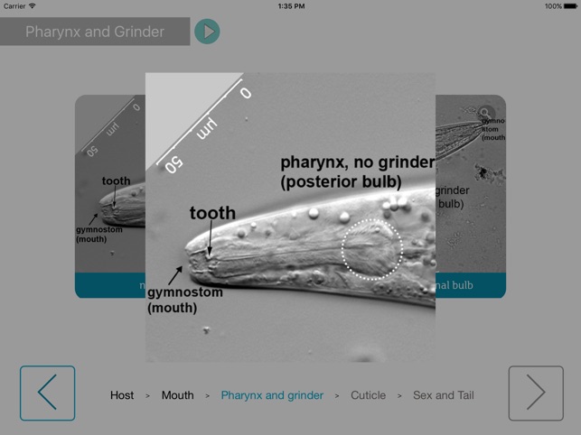 Nematode Classification(圖2)-速報App