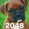 Dog 2048