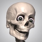 Skelly - Poseable Anatomy Model for Artists