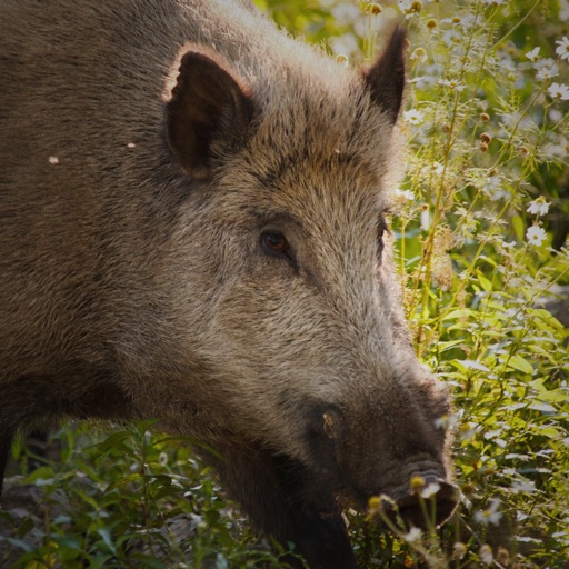 Wild Hog Soundboard - Grunts, Calls, Groans & More