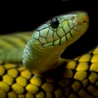 Top 18 Photo & Video Apps Like Snake Wallpaper - Best Alternatives