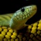 Enjoy a unique wallpaper featuring scaly snakes up close and personal