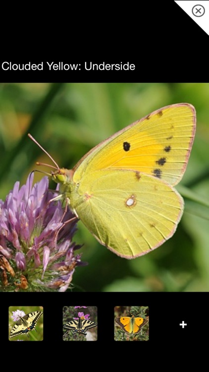 Butterfly ID Europe: A guide to common and noteworthy butterflies and day-flying moths of west and north-west Europe screenshot-3