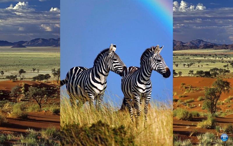 African Animals thumbnail 2