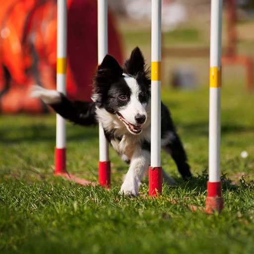 Dog Agility Training