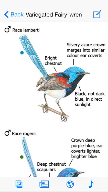 The Morcombe & Stewart Guide to Birds of Australia