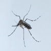 Zika Virus