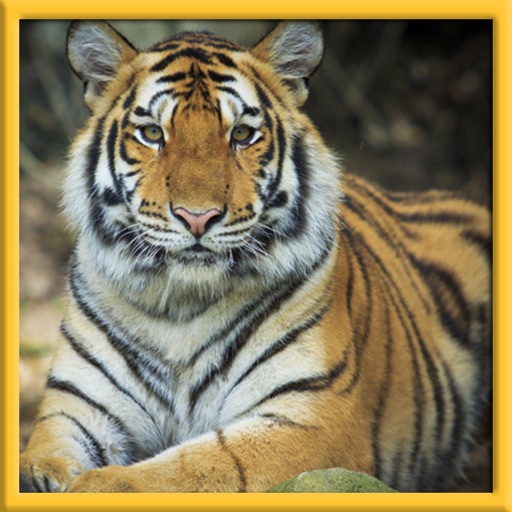 Real Wild Stray Tiger Simulator icon