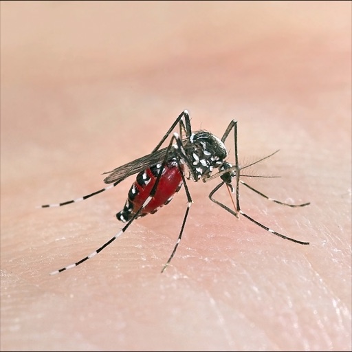 Zika Virus Infection icon