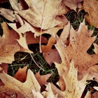 Top 20 Photo & Video Apps Like Autumn Wallpapers - Best Alternatives
