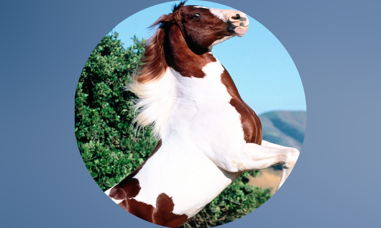 Horse Breeds Collection Pro