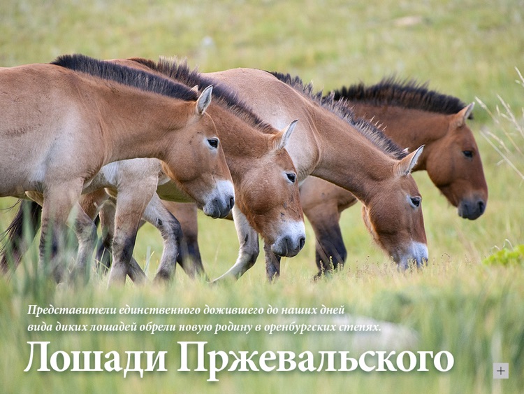 National Geographic Russia screenshot-4