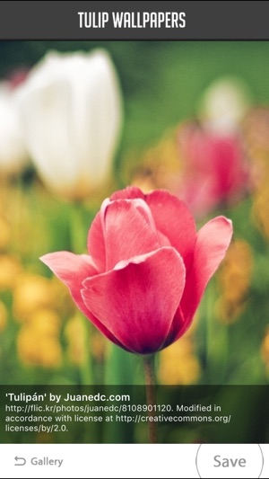 Tulip Wallpapers(圖2)-速報App