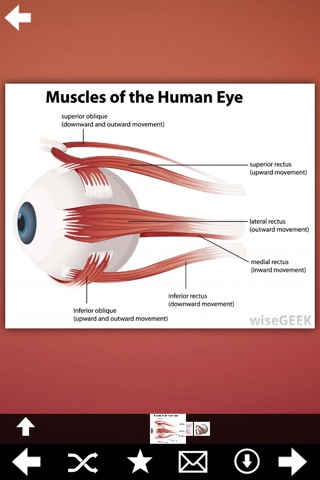Human Muscles + screenshot 4