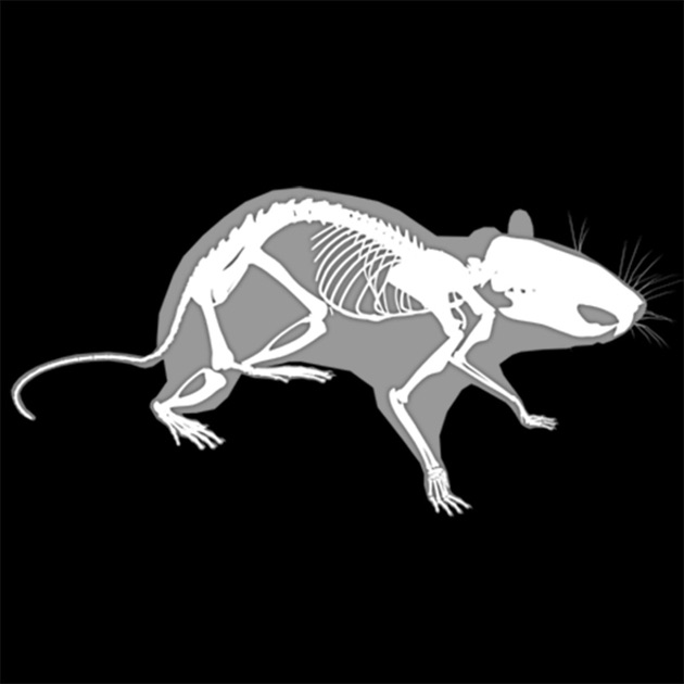 3d canine anatomy on the app store 3d rat anatomy