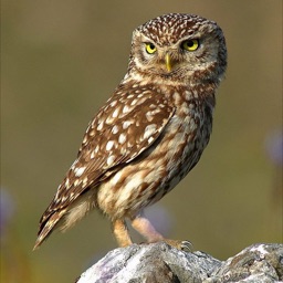 Owls Encyclopedia! Apple Watch App