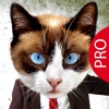 Animal Face Pro - Cat stickers for your photos and more